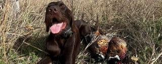 Dog with harvested pheasants