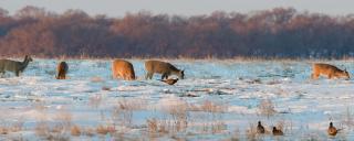 Deer and pheasants feeding in a snowy field