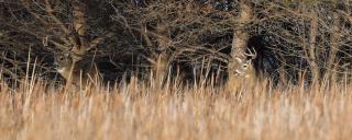 Deer near trees