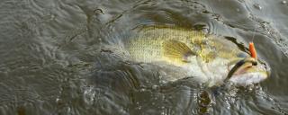 Largemouth bass caught on fishing line