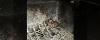 Duck in fireplace