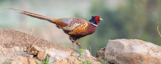 Ring-necked pheasant rooster
