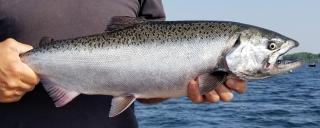 Salmon