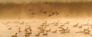 Waterfowl
