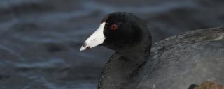 Coot