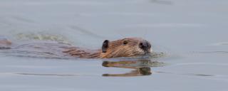 Beaver swimming