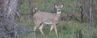 White-tailed doe