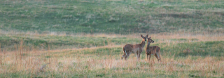 two white-tailed doe deer