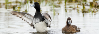 Pair of lesser scaup in wetland