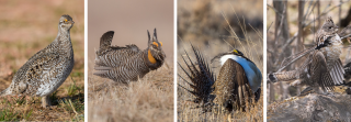 From left to right, sharp-tailed grouse, prairie chicken, sage grouse, ruffed grouse