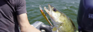 walleye in hand caught on crankbait