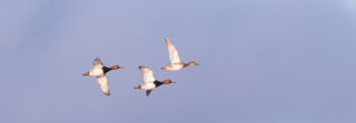 Two drake, one hen redhead ducks in flight