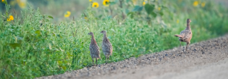 pheasant brood on road
