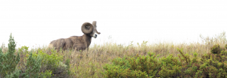 Bighorn sheep ram in western North Dakota