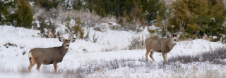 two mule deer bucks standing in snow