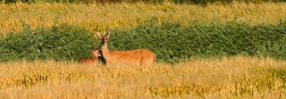 white-tailed deer doe and fawn standing in field 