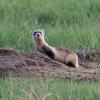 Black-footed ferret by prairie dog hole