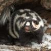 Eastern Spotted Skunk