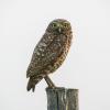 Burrowing owl on fence post