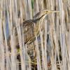 American bittern in brown reeds