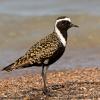 American Golden-Plover on rocky shoreline