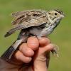 Baird's sparrow held by researcher