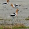 American avocet on muddy plain