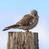 American kestrel on old fence post