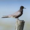 Black tern on a post
