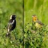 Bobolinks - male on left, female on right
