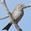 Brewer's sparrow on tree branch