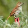 Brown thrasher on fence post