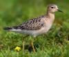 Buff-breasted Sandpiper