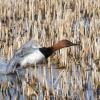 Canvasback drake taking off