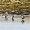 Dunlin in shallow water
