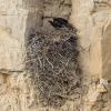 Golden Eagle on cliff nest