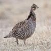Greater Prairie-Chicken
