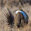Greater Sage-Grouse male displaying