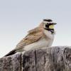 Horned Lark on post