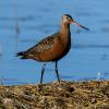 Hudsonian Godwit