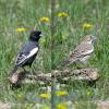 Lark Bunting (male on left, female on right)