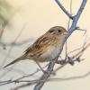 LeConte’s Sparrow