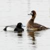 Lesser Scaup (male on left, female on right)