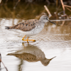 Lesser Yellowlegs