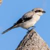 Loggerhead Shrike