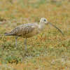 Long-billed Curlew