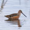 Long-billed Dowitcher
