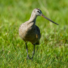 Marbled Godwit
