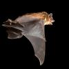 Big Brown Bat flying