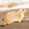 Black-tailed Prairie Dog